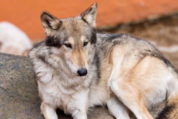 Juan José Martínez Palacio