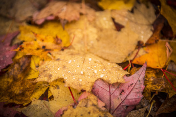 Dead leafs during fall