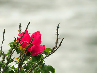 wild rose flower and dry twigs thorns