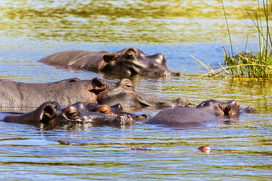 Common hippopotamus (Hippopotamus amphibius) or hippo. South Africa, Kruger National Park