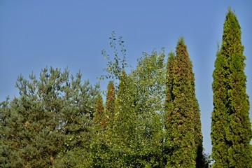 Schöner Garten mit immergrünen Pflanzen,
