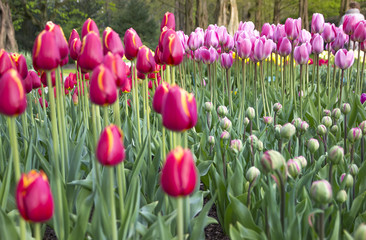 Obraz premium Spring flowers in the Keukenhof garden, Netherlands