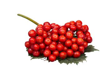 Due to the high content of biologically active substances in the fruits of viburnum are widely used in science and medicine