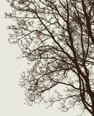 branches of a deciduous tree without leaves