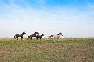 Naklejka premium Horses galloping