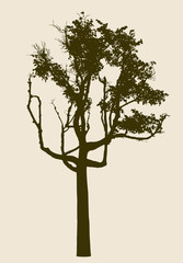 silhouette of an old deciduous tree