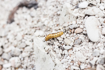 Caterpillar on rocks