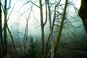 Fog and Trees