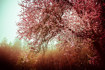 Cherry Blossom and fog3