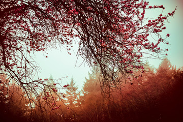 Cherry Branch and fog2