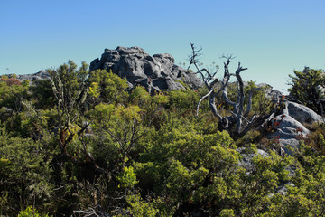 Natural landscape - rocks, plants and a roots