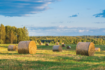 Rolls of straw. Kaluga region, Russia