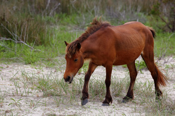 The Wild Horses of Shackleford Banks