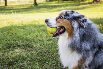 Australian Shepherd Aussie dog plays with a tennis ball