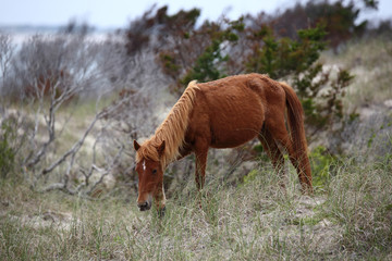 The Wild Horses of Shackleford Banks