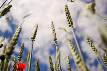 Fototapeta premium beautiful, ripe ears of wheat on a background of blue sky