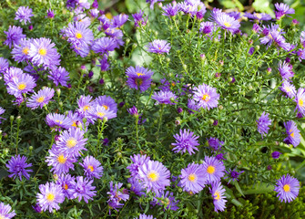 aster flowers