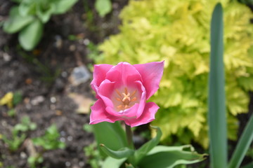 Pink Flower