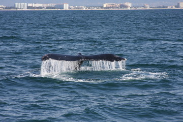 Fototapeta premium Whale Watching