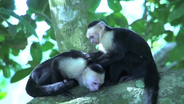 Capuchin Monkey eating fleas in a tree