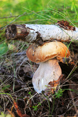 White mushroom in the forest