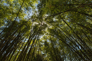 Fototapeta premium Bamboo Grove