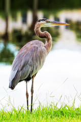 Great Blue Heron