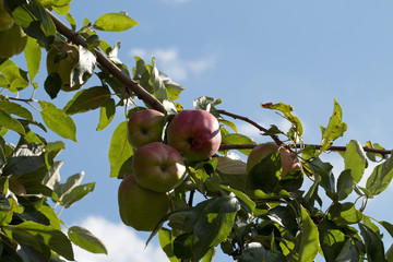 Reife Äpfel an einen Zweig
Ripe apples on a branch