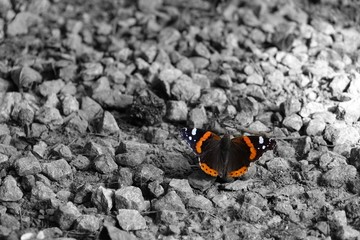 Lonely butterfly