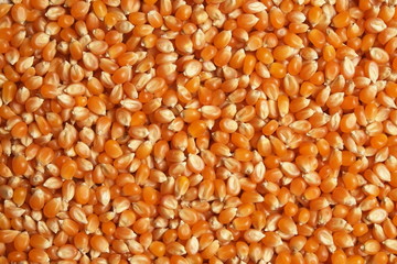 Popcorn grain cereals. Agriculture industry