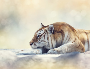 Fototapeta na wymiar Tiger resting on a rock