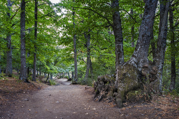 castañar,el tiemblo,avila,españa