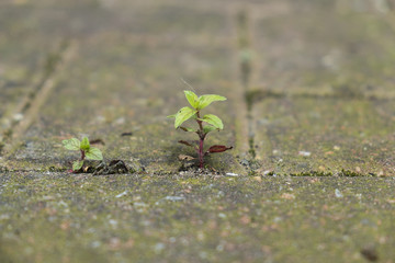 Small plant growing between bricks in paved yard.
