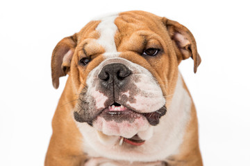 Angry ENglish bulldog pu