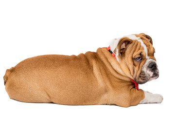 Little English bulldog