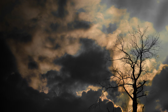 Silhouette of dried tree with sun ray and cloudy sky