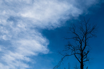 Obraz na płótnie Canvas Silhouette of dried tree
