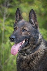 German Shepherd portrait head picture looking to side panting