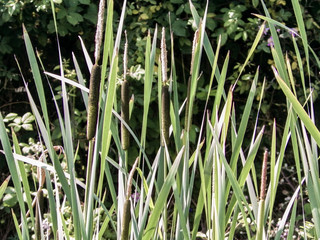 Cattails