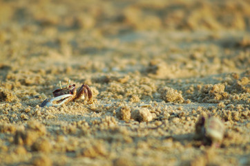 Crabs on the beach sand. Nature and sea life