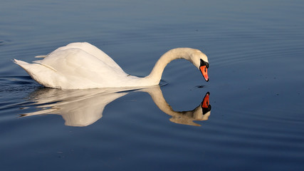 Naklejka na ściany i meble Swan floating on a lake