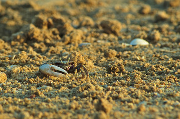 Crabs on the beach sand. Nature and sea life