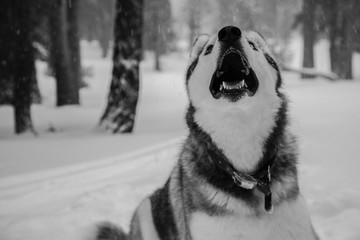 Husky Habitat