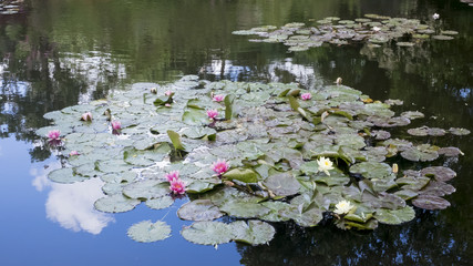 Le Bassin aux nymphéas des jardins de Claude Monet à Giverny (France)