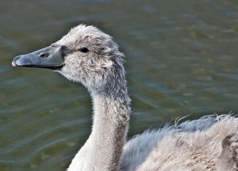 Young swan