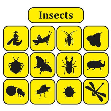 Set of various insects