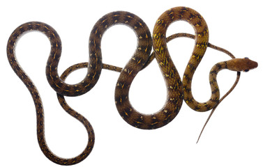 Olive Forest Racer (Dendrophidon dendrophis) from Ecuador