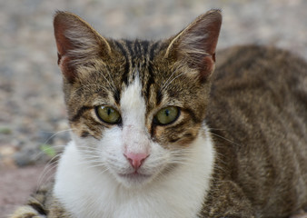 Young cat face closeup. Cat looking at camera. 