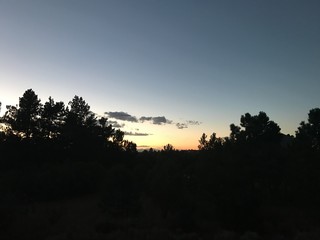 Sunset with pine trees in foreground