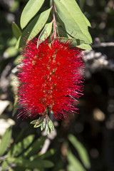 Obraz premium rote Blüte von Pfeifenreiniger